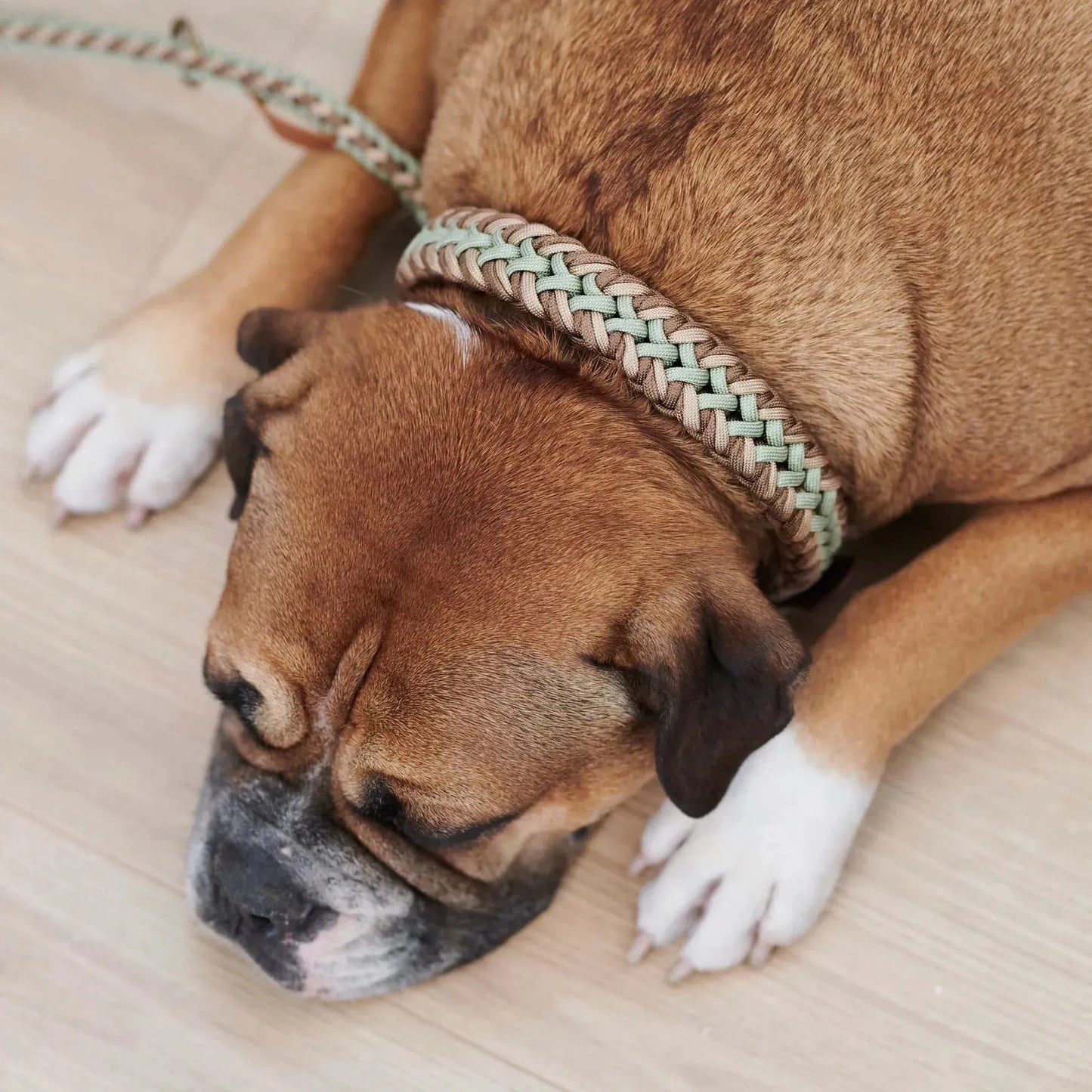 WILLIAM WALKER Paracord Hundehalsband Shire - Askmy4Cats