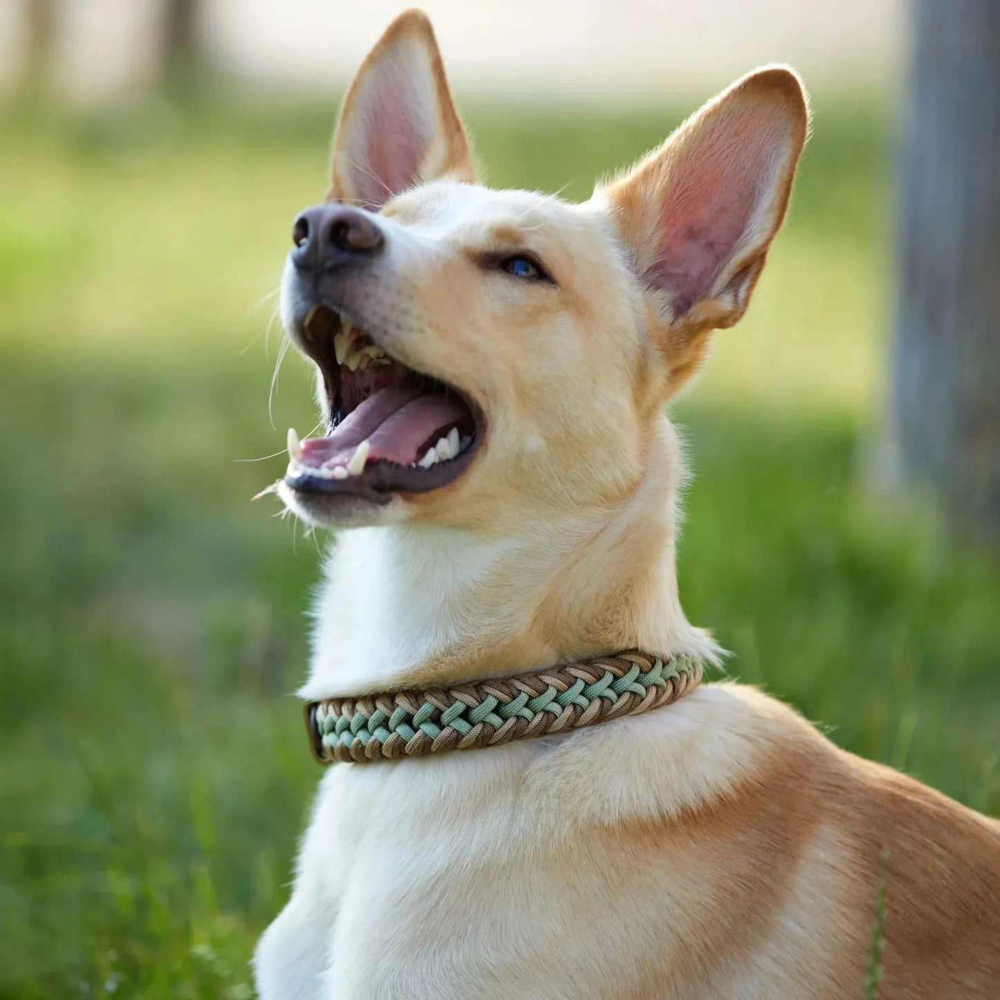 WILLIAM WALKER Paracord Hundehalsband Shire - Askmy4Cats