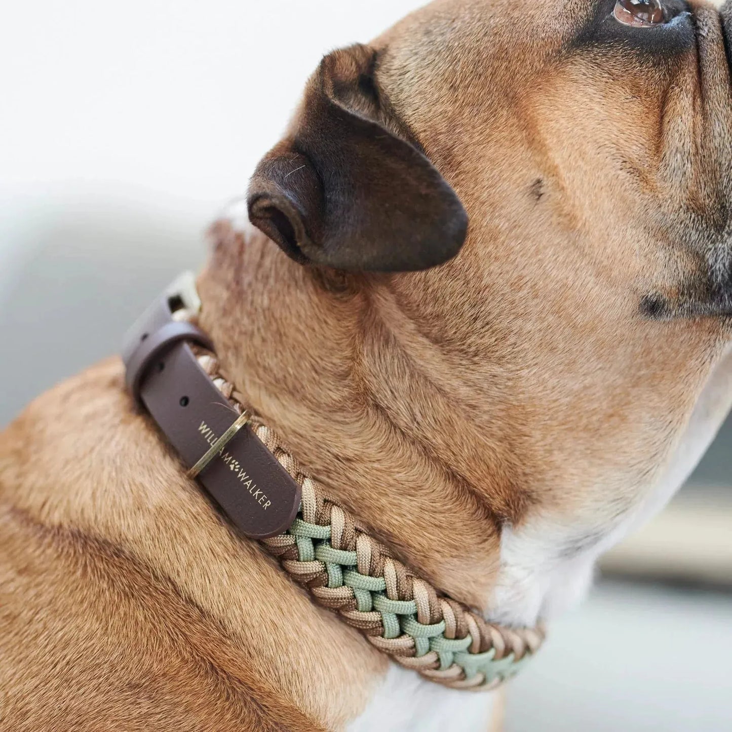 WILLIAM WALKER Paracord Hundehalsband Shire - Askmy4Cats