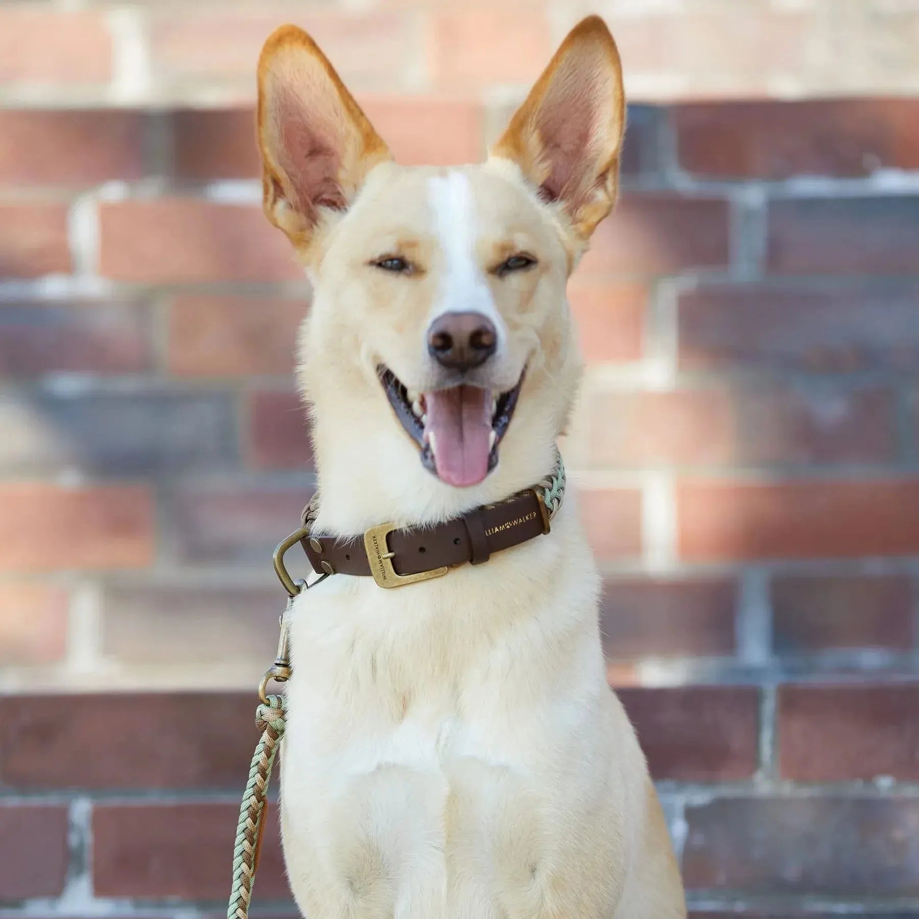 WILLIAM WALKER Paracord Hundehalsband Shire - Askmy4Cats