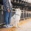 WILLIAM WALKER Paracord Hundeleine Hanseatic - Askmy4Cats