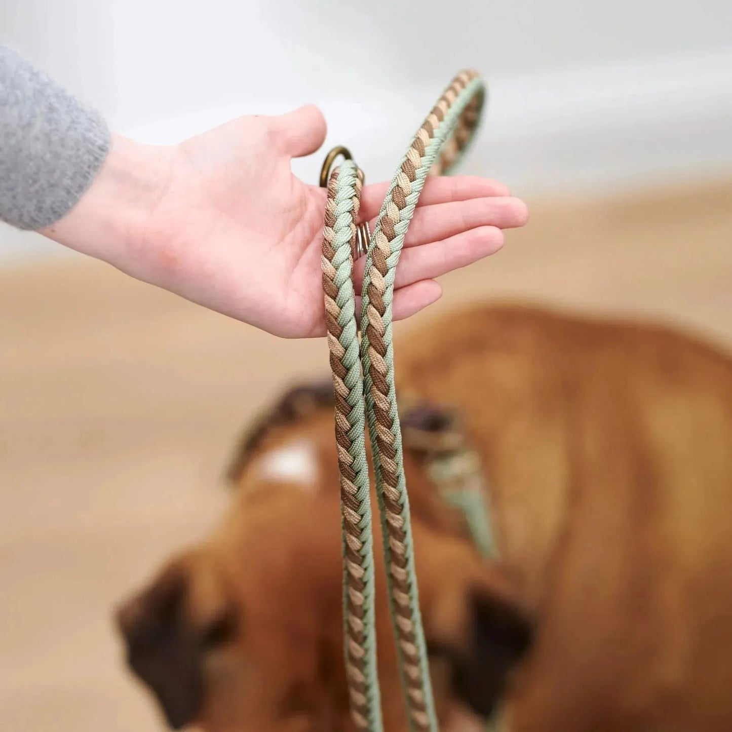 WILLIAM WALKER Paracord Hundeleine Shire - Askmy4Cats